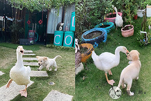(影)幼犬遇鵝超興奮！拔腿狂追「不停示好」：跟偶當朋友嗎？