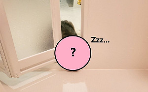 主人洗澡遇「跟蹤狂」偷窺　其中一隻竟夾在門縫中睡著！