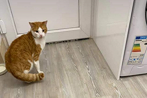 家裡貓主子不見　貼尋貓啟事竟找回兩隻「一毛一樣」貓咪！