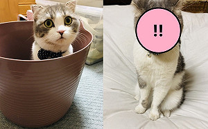 (影)貓皇不小心被關衣櫥　牠出來後「眼神變了」：別跟偶說話！