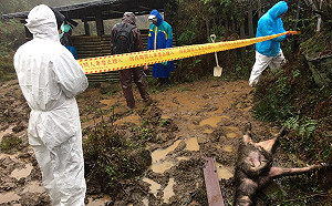 陽明山野放牛隻暴斃累計24隻！死因尚待釐清