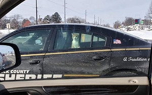 貓咪入侵民宅被抓包　遭逮捕上警車好無奈：請通知我奴才！