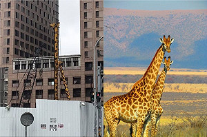 長頸鹿母子受困工地？全場笑翻