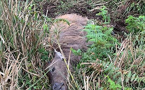 寒流下週來襲 陽管處緊急巡查虛弱水牛移地安置
