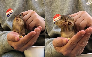 (影)花栗鼠雙頰超鼓！不放棄「左右狂塞」找縫隙　網：要爆炸啦！