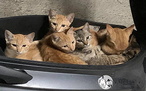 忘記關車廂他驚見「整窩貓」強制占位　喵眼回瞪：看屁看？