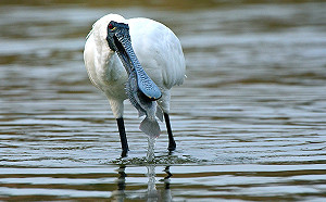 台灣首次發表國家鳥類報告  特生中心：52種小鳥生存受威脅