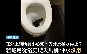網傳「在外上廁小心蛇  先沖水再上」  TFC：建議請專業人員協助抓蛇