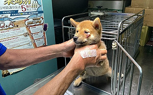 虐待動物也要家庭輔導 新北動保處跨局處辦講座建構社會安全網