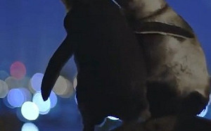 (影)兩喪偶企鵝相擁安慰 暖心照片讓攝影師獲獎