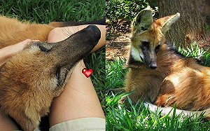 (影)鬃狼見人類大開飛機耳「狂塞奶」　網笑：這是大狗狗吧！