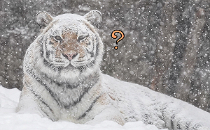 霸氣虎全身沾滿雪　他認真一看大笑：原以為是「白老虎」！