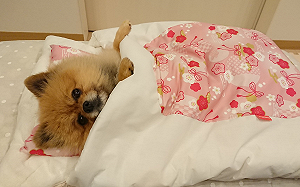 主人買寵物被窩　萌汪初躺面露「幸福睡臉」下秒睡到翻