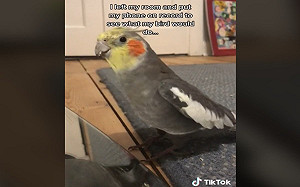 主人好奇鸚鵡平時在家做什麼　網一看偷拍畫面笑：超自嗨！