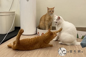 (影)哥姐在吵架　白目橘「滑」進戰場拍背：別生氣嘛！