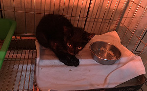 垂降繩出任務 新北動保員化身蜘蛛人高空救援幼貓