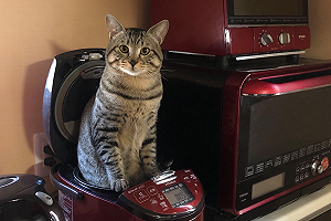 (影)忙做飯轉眼竟看到電鍋「長出貓」 主人驚：「快起乃！」