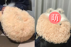 (影)擠抱枕擠出一「毛毛內餡」　網笑翻：這泡芙哪裡買？