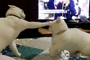 (影)小短腿愛挑釁打架　白貓出招秒制霸網笑：長腿優勢！