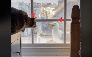 貓咪與海鷗隔窗「吵架」　你一言我一句：來輸贏啊！