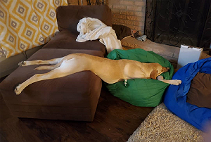 狗狗立大功！  研究：嗅出武漢肺炎準確率可達95%