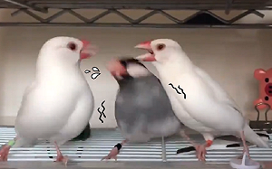 (影)白色文鳥瘋打架　中間想「調停」反被誤傷：偶好難啊！