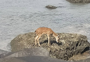 受困石門海邊的小萌鹿   健康快樂徜徉淡水新家