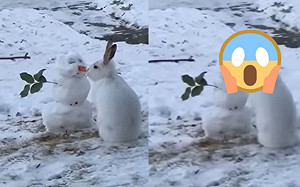 (影)野生兔巧遇雪人下一秒竟「這動作」網笑：聽到雪寶在尖叫！