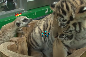 床位被占狐獴「超凶狠」　小奶虎顫抖「縮牆角」：偶好怕～