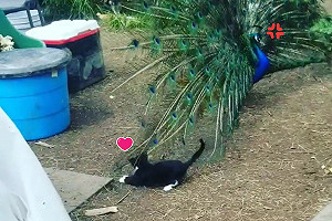 (影)小貓見孔雀開屏好興奮　不停玩羽毛：好大的逗貓棒！