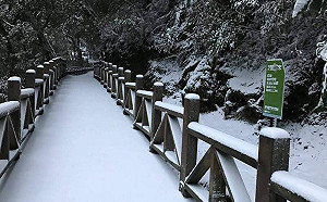 等待下雪！拉拉山巨木區公告：降雪將管制車輛進入