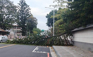 風大樹倒擋幹道 嘉市環保局快打部隊半小時搶通