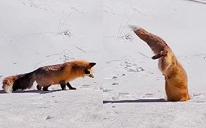 狐狸腦袋左扭右扭好疑惑　下一秒「跳進雪裡」挖到寶！