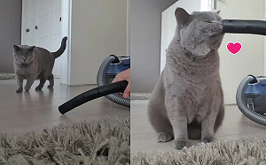 灰貓熱愛吸塵器　牠「口對口」陶醉好享受：94這感覺！