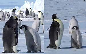 (影)小企鵝點頭說要！大企鵝卻「堅定搖頭」　網笑：在討玩具嗎？