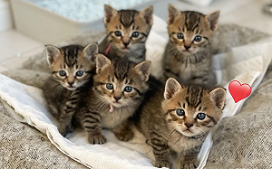 (影)5隻小虎斑貓「同步呆萌點頭」　萌翻網友：這太犯規了！