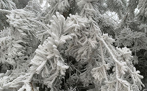 全台凍翻卻沒下雪！富貴角4.3度創新低  氣象局：仍有降雪機會
