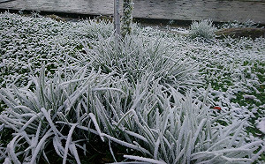 台東向陽森林遊樂園下冰霰！白靄靄一片有如童話
