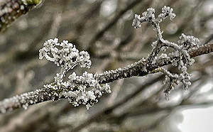 跨年急凍水氣卻不足！陽明山僅下冰霰、結霧淞