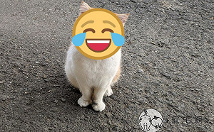 橘白貓經常「臉歐歐」　飼主揭驚人真相網笑瘋：想當黑手？