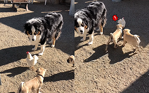 (影)2隻小屁狗跟前跟後邀玩　咕咕雞煩到「搬救兵」喘息