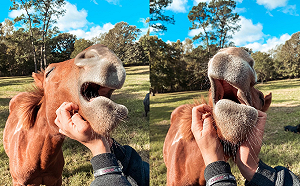 (影)剽悍帥馬腿超長　主人一搔下巴「全崩壞」：好蘇湖阿～