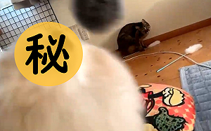 (影)不斷朝貓咪狂揮逗貓棒　竟引來「小毛球」主人笑：你是貓？