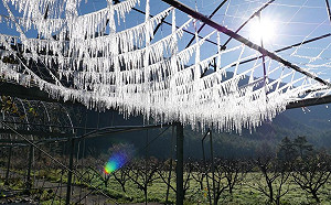 武陵農場低溫澆灌水管不關  美麗錯誤成冰柱吸睛