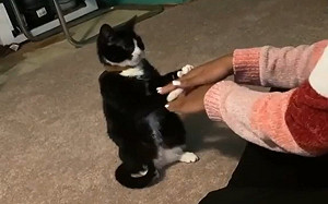 賓士貓認真與奴才疊手手　網羨：想跟牠玩「心臟病」！