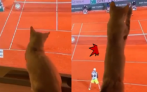 (影)網球比賽好火熱！電視前貓咪也「忙個不停」：在那邊啊！