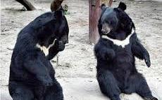 谷關出現受傷小熊！台灣黑熊保育協會：保育黑熊是全民的責任