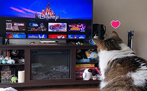 (影)女子收編老貓發現牠熱愛「看電視」 她笑：養到電視兒童！