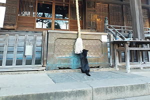 (影)推主到神社參拜驚見黑貓在「搖鈴」網笑：求更多罐罐啦！
