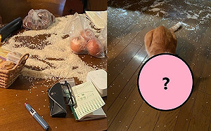 飼主發現白米被撒一地　兇手「一臉無辜」：這不是貓砂嗎？